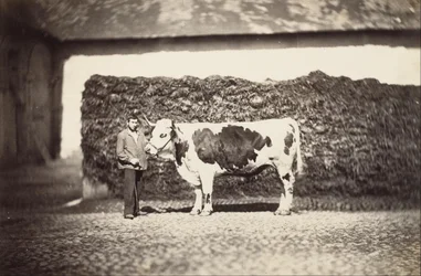 [Palkinto Bull]