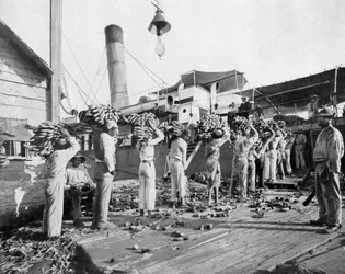 Ladataan banaaneja, Port Antonio, Jamaika, c1905.