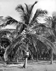 Poiminta kookospähkinöitä, Jamaika, c1905