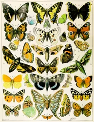 Kuva perhosista ja koista n. 1923 (litho)
