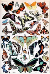 Kuva perhosista ja perhosista n. 1923