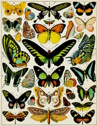 Kuva perhosista ja yöperhosista, n. 1923