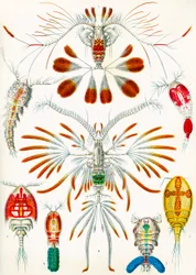 Kuva copepodsista, n. 1909