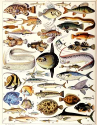 Kuva merikaloista n. 1923