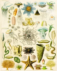Kuva meren organismeista n. 1923