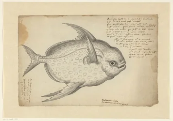 Kingfish