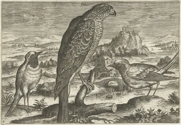 Muutama lintu maisemassa Linnut (sarjan nimi) Avivm vivae (sarjan nimi)