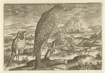 Muutama lintu maisemassa Linnut (sarjan nimi) Avivm vivae (sarjan nimi)