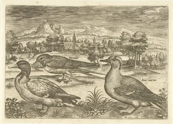 Muutama lintu maisemassa Linnut (sarjan nimi) Avivm vivae (sarjan nimi)