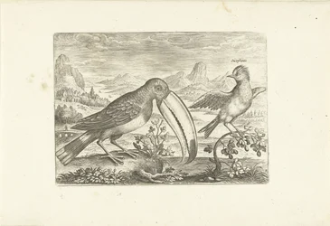 Kaksi eksoottista lintua maisemassa Linnut (sarjan nimi) Avium vivae (sarjan nimi)