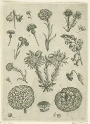 Erilaisia ​​kukkia, mukaan lukien krysanteemi ja ohdake Florilegium (sarjan nimi)