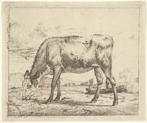 laiduntava vasikka, eri eläimistä, 1658.