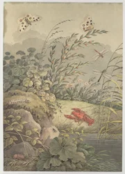 Vesipala rapuja, perhosia, sudenkorentoja ja tyrniä, c. 1800.