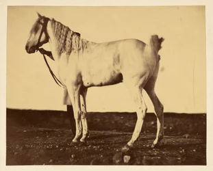 [Hevonen]