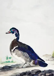 Ankka