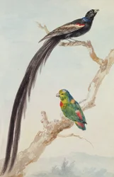 Pitkäpyrstöinen leskikudojalintu ja sinipäinen riippukaija, 1783