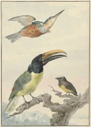 Kolme lintua: Kingfisher, prinssi von Wiedin tukaani ja urkuri