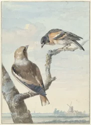 Kaksi lintua: happivarpu (Coccothraustes coccothraustes) ja vartio (Fringilla montifringilla)
