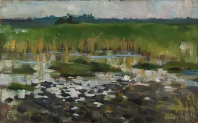 Rushes