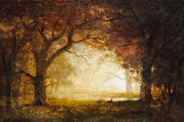 Metsän auringonnousu