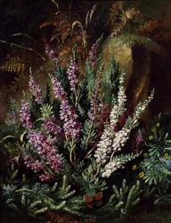Kanervaa ja perhosia sisältävä asetelma. Albert Durer Lucasin (1828-1918) maalaus Yksityiskokoelma.