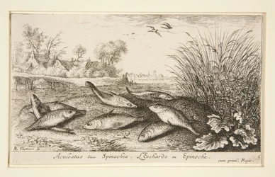 Aculeatus tai Spinachia. L