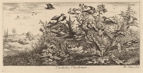 Carduelis, Kultasipso