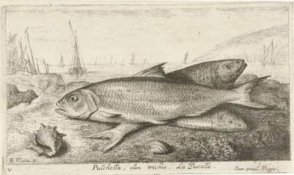 Kolme kalaa rannalla Pulchella, olim trichis. La Pucelle. (otsikko esineessä) Kalat ja muut meren eläimet - suolaisen veden ensimmäinen sarja (sarjan nimi) Diverse Especes de Poissons de mer (sarjan nimi)