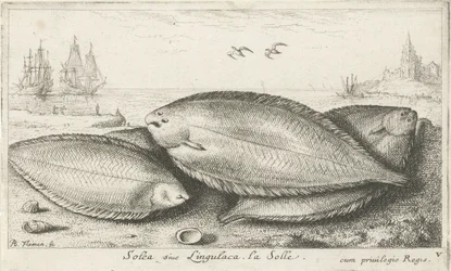 Kolme pohjallista rannalla Solea siue Lingulaca. La Solle. (otsikko esineessä) Kalat ja muut meren eläimet - suolaisen veden kolmas sarja (sarjan nimi) Poissons de mer (sarjan nimi)