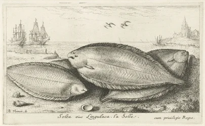 Kolme pohjallista rannalla Solea siue Lingulaca. La Solle. (otsikko esineessä) Kalat ja muut meren eläimet - suolaisen veden kolmas sarja (sarjan nimi) Poissons de mer (sarjan nimi)