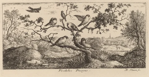Ficedula, Härkä