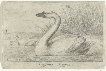 Maisema joutsenen kanssa Cygnus. Cygne. (otsikko esineessä) Kolmetoista lintulajia (sarjan nimi) Diuersae Auium Specie (sarjan nimi)