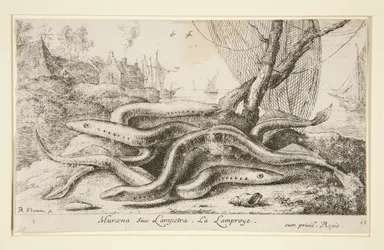 Muraena tai Lampetra. La Lamproye