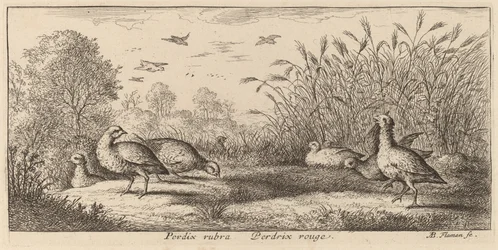 Pedrix rubra, Punajalkainen pelto