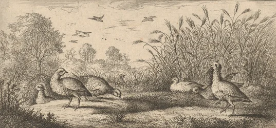 Perdix rubra, Perdix rouge Punajalkainen pelto: Livre d