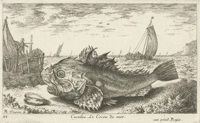 Poon rannalla Cuculus. Le Coccu de mer (otsikko esineessä) Kalat ja muut meren eläimet - suolaisen veden ensimmäinen sarja (sarjan nimi) Diverse Especes de Poissons de mer (sarjan nimi)
