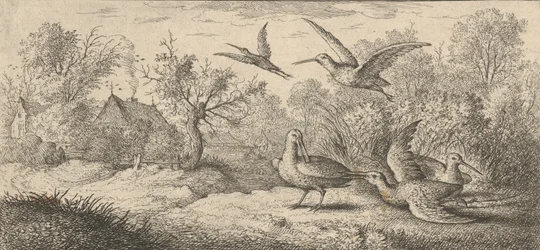 Rusticula, lehtokurppa: Lintujen kirja, 1655-1660.