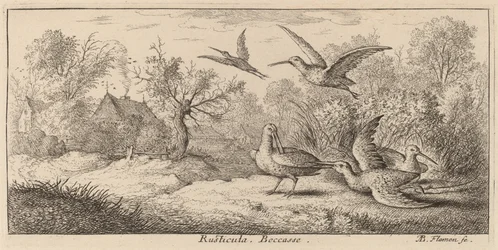 Rusticula, metsäkurkku