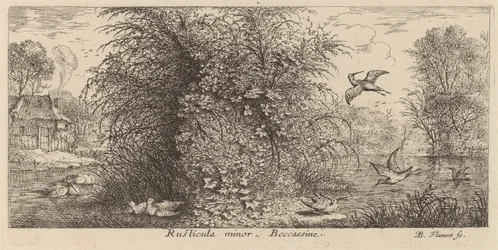 Rusticula minor, Snipe