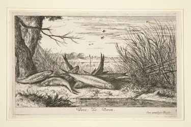 The Loach, Fresh Water Fish -sarjan toisesta osasta.
