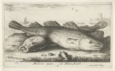 Kaksi turskaa rannalla Molucius piscis. Le Morue Fraiche. (otsikko esineessä) Kalat ja muut meren eläimet - suolaisen veden toinen sarja (sarjan nimi) Poissons de mer (sarjan nimi)