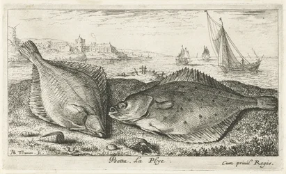 Kaksi kampelaa rannalla psetta. La Plye. (otsikko esineessä) Kalat ja muut meren eläimet - suolaisen veden toinen sarja (sarjan nimi) Poissons de mer (sarjan nimi)