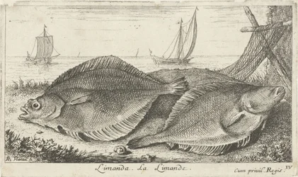 Kaksi tappia rannalla limanda. La Limande. (otsikko esineessä) Kalat ja muut meren eläimet - suolaisen veden kolmas sarja (sarjan nimi) Poissons de mer (sarjan nimi)