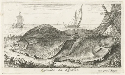 Kaksi tappia rannalla limanda. La Limande. (otsikko esineessä) Kalat ja muut meren eläimet - suolaisen veden kolmas sarja (sarjan nimi) Poissons de mer (sarjan nimi)