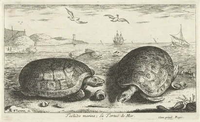 Kaksi kilpikonnaa rannalla Testudo venesatama; La Tortuë de Mer (otsikko esineessä) Kalat ja muut meren eläimet - suolaisen veden toinen sarja (sarjan nimi) Poissons de mer (sarjan nimi)