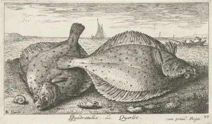 Kaksi punakampelaa rannalla Quadratulus. LeQuarlet. (otsikko esineessä) Kalat ja muut meren eläimet - suolaisen veden kolmas sarja (sarjan nimi) Poissons de mer (sarjan nimi)