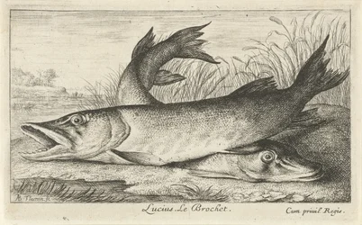 Kaksi haukea joen rannalla Lucius. Le Brochet. (otsikko esineessä) Kalat ja muut merieläimet – makean veden ensimmäinen sarja (sarjan nimi) Monipuoliset Especes de Poissons d