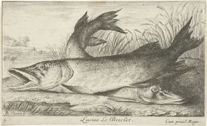Kaksi haukea joen rannalla Lucius. Le Brochet. (otsikko esineessä) Kalat ja muut merieläimet – makean veden ensimmäinen sarja (sarjan nimi) Monipuoliset Especes de Poissons d