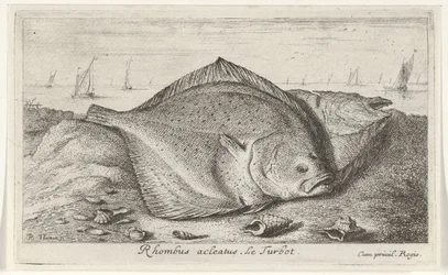 Kaksi piikkikampelaa rannalla Rhombus acleatus. Le Turbot. (otsikko esineessä) Kalat ja muut meren eläimet - suolaisen veden kolmas sarja (sarjan nimi) Poissons de mer (sarjan nimi)