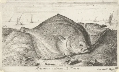 Kaksi piikkikampelaa rannalla Rhombus acleatus. Le Turbot. (otsikko esineessä) Kalat ja muut meren eläimet - suolaisen veden kolmas sarja (sarjan nimi) Poissons de mer (sarjan nimi)